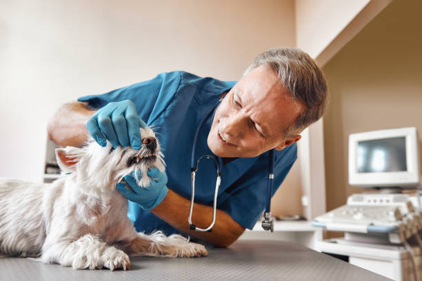 Best Weekend Emergency Dentist in Mcdonald, PA